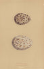 BRITISH BIRD EGGS. Caspian Tern. Sandwich Tern. MORRIS 1896 old antique print