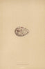 BRITISH BIRD EGGS. Roseate Tern. MORRIS 1896 old antique vintage print picture