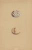 BRITISH BIRD EGGS. Common Tern. MORRIS 1896 old antique vintage print picture
