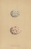 BRITISH BIRD EGGS. Whiskered Tern. Gull-Billed Tern. MORRIS 1896 old print