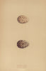 BRITISH BIRD EGGS. Lesser Tern. Black Tern. MORRIS 1896 old antique print