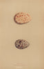 BRITISH BIRD EGGS. Noddy. Sabine's Gull. MORRIS 1896 old antique print picture