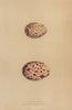 BRITISH BIRD EGGS. Little Gull. Buonaparte's Gull. MORRIS 1896 old print