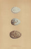 BRITISH BIRD EGGS. Masked Gull. Black-Headed Gull. MORRIS 1896 old print