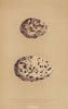 BRITISH BIRD EGGS. Mediterranean & Great Black-headed Gull. MORRIS 1896 print