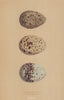 BRITISH BIRD EGGS. Laughing Gull. Kittiwake. MORRIS 1896 old antique print