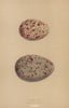 BRITISH BIRD EGGS. Ivory Gull. Iceland Gull. MORRIS 1896 old antique print