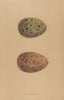 BRITISH BIRD EGGS. Common Gull. MORRIS 1896 old antique vintage print picture