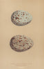 BRITISH BIRD EGGS. Lesser Black-Backed gull. Herring Gull. MORRIS 1896 print