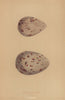 BRITISH BIRD EGGS. Pomerine Skua. Skua. MORRIS 1896 old antique print picture