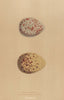 BRITISH BIRD EGGS. Buffon's Skua. Richardson's Skua. MORRIS 1896 old print