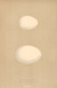 BRITISH BIRD EGGS. Bulwer's Petrel. Manx Shearwater. MORRIS 1896 old print