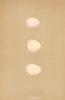 BRITISH BIRD EGGS. Storm Petrel. Wilson's Petrel. Fork-Tailed Petrel MORRIS 1896