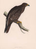 Spotted Eagle. Morris's British Birds. Antique colour print 1870 old