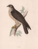 Buzzard. Morris's British Birds. Antique colour print 1870 old