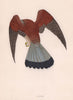 Kestrel. Morris's British Birds. Antique colour print 1870 old