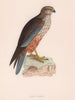 Marsh Harrier. Morris's British Birds. Antique colour print 1870 old