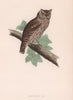 Scops-eared Owl. Morris's British Birds. Antique colour print 1870 old