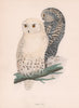 Snowy Owl. Morris's British Birds. Antique colour print 1870 old