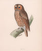 Tawny Owl. Morris's British Birds. Antique colour print 1870 old