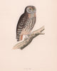 Little Owl. Morris's British Birds. Antique colour print 1870 old