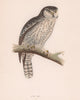 Hawk Owl. Morris's British Birds. Antique colour print 1870 old