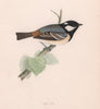 Cole Tit. Morris's British Birds. Antique colour print 1870 old