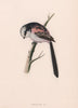 Long-tailed Tit. Morris's British Birds. Antique colour print 1870 old