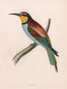 Bee-eater. Morris's British Birds. Antique colour print 1870 old