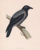 Hooded Crow. Morris's British Birds. Antique colour print 1870 old