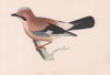 Jay. Morris's British Birds. Antique colour print 1870 old