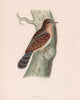 Wryneck. Morris's British Birds. Antique colour print 1870 old