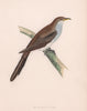 Yellow-billed Cuckoo. Morris's British Birds. Antique colour print 1870