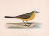 Grey-Headed Wagtail. Morris's British Birds. Antique colour print 1870