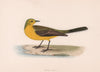 Yellow Wagtail. Morris's British Birds. Antique colour print 1870 old