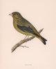 Greenfinch. Morris's British Birds. Antique colour print 1870 old