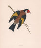 Goldfinch. Morris's British Birds. Antique colour print 1870