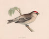 Mealy Redpole. Morris's British Birds. Antique colour print 1870 old
