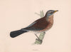 Fieldfare. Morris's British Birds. Antique colour print 1870 old