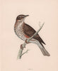 Redwing. Morris's British Birds. Antique colour print 1870 old