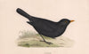 Blackbird. Morris's British Birds. Antique colour print 1870 old