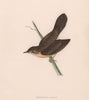 Grasshopper Warbler. Morris's British Birds. Antique colour print 1870