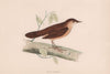 Savi's Warbler. Morris's British Birds. Antique colour print 1870 old
