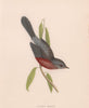 Dartford Warbler. Morris's British Birds. Antique colour print 1870 old