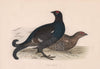 Black Grouse. Morris's British Birds. Antique colour print 1870 old