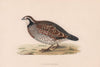 Virginian Partridge. Morris's British Birds. Antique colour print 1870