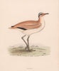 Courser. Morris's British Birds. Antique colour print 1870 old