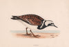 Turnstone. Morris's British Birds. Antique colour print 1870 old