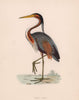 Purple Heron. Morris's British Birds. Antique colour print 1870 old