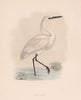 Little Egret. Morris's British Birds. Antique colour print 1870 old